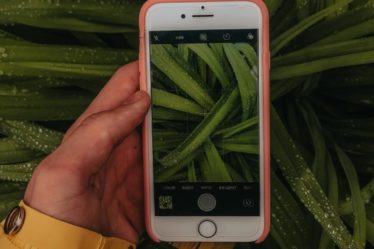 Identifique plantas facilmente com seu celular