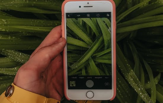 Identifique plantas facilmente com seu celular