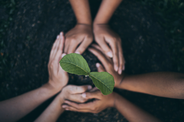 Aplicativos incríveis para identificar plantas pelo celular