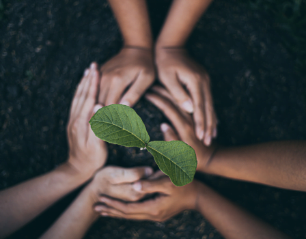 Aplicativos incríveis para identificar plantas pelo celular