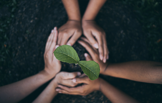 Aplicativos incríveis para identificar plantas pelo celular