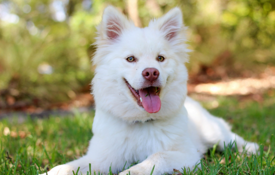 Saiba como traduzir os latidos do seu cachorro