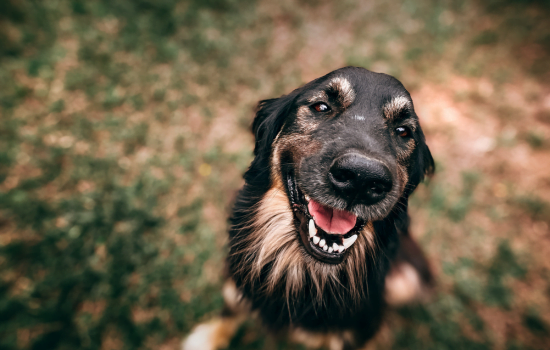 Aplicativo para traduzir sua voz em latidos de cachorro