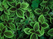 Identificador de Plantas Grátis Online