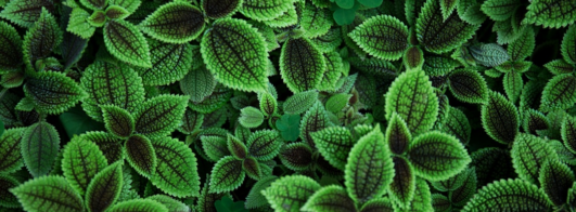 Identificador de Plantas Grátis Online
