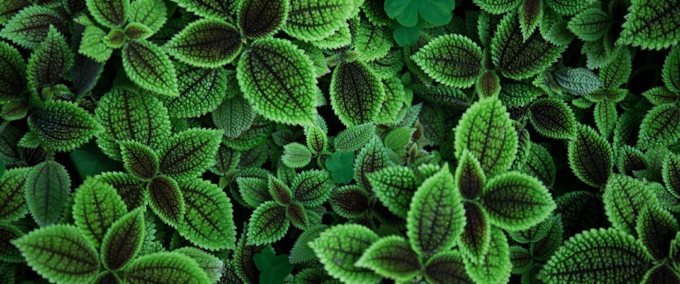 Identificador de Plantas Grátis Online