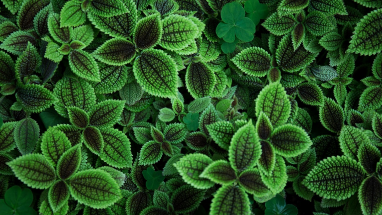 close up photo of green leafed plant — Foto por R Ra na Unsplash