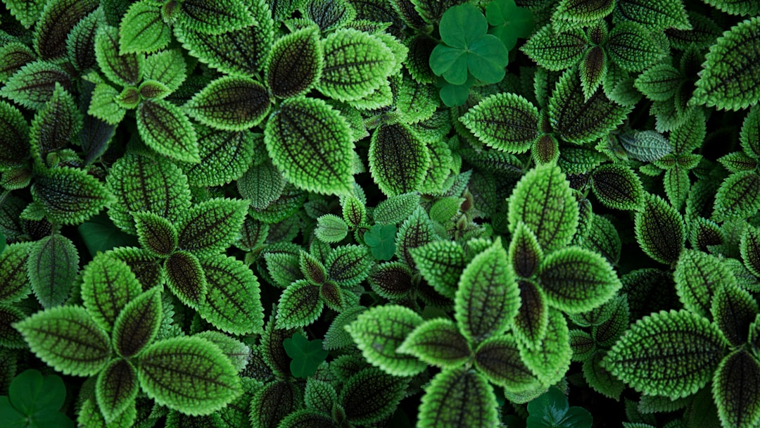 Identificador de Plantas Grátis Online