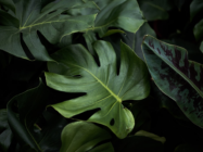Como Identificar Plantas: Guia Prático