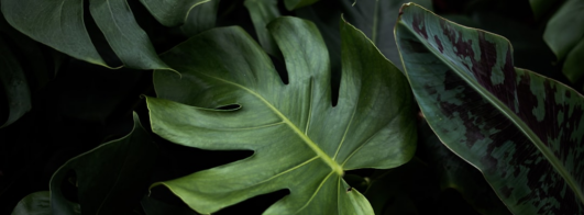 Como Identificar Plantas: Guia Prático