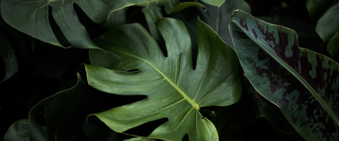 Como Identificar Plantas: Guia Prático