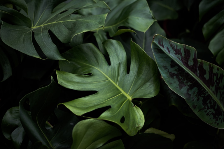 closeup photo of green plants — Foto por Malte Michels na Unsplash