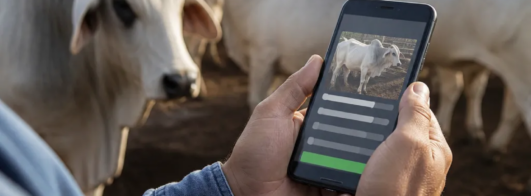 Pesar Gado: Balança pelo Celular