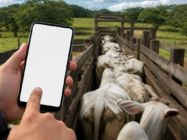 Balança de Gado no Celular: App 100% Grátis e Prático