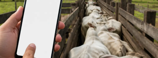 Balança de Gado no Celular: App 100% Grátis e Prático